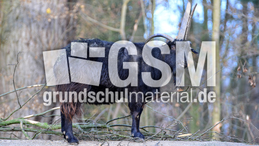 Vierhornziege (7).jpg